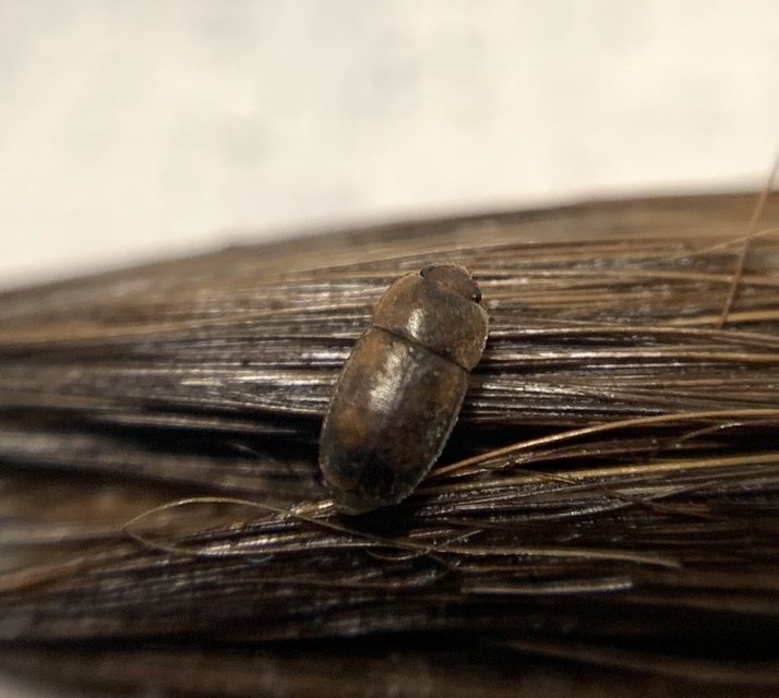 Epuraea Epuraea