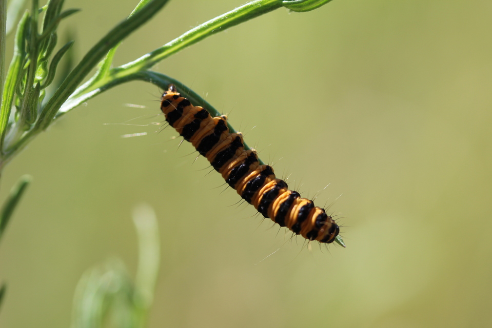 Tyria jacobaeae - jakabfű-medvelepke