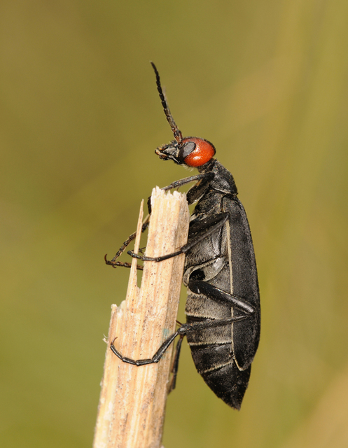 Epicauta rufidorsum - hollóbogár