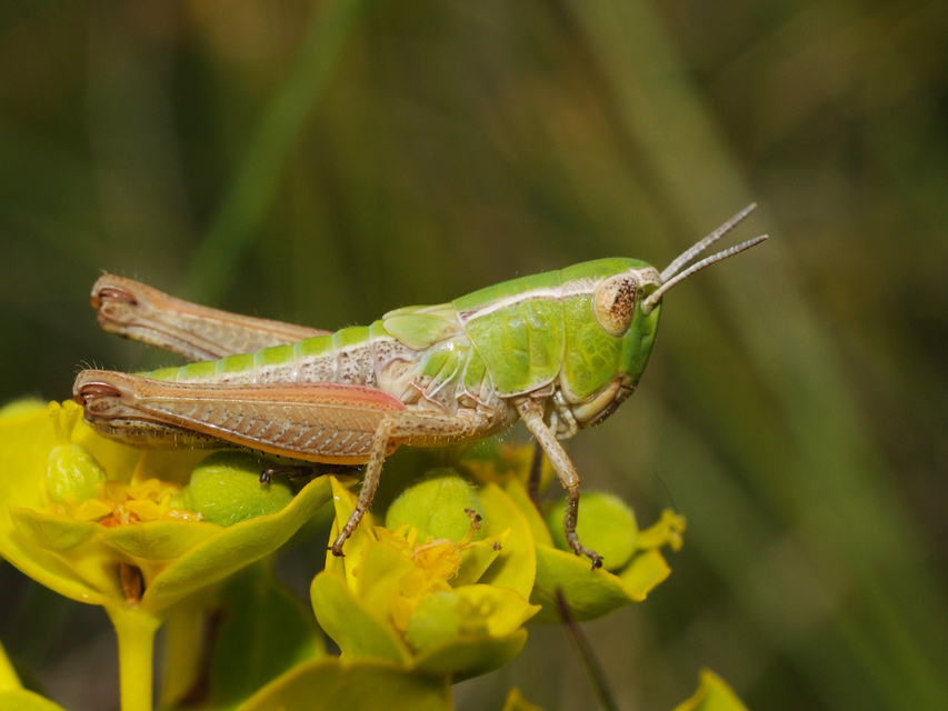 Stenobothrus