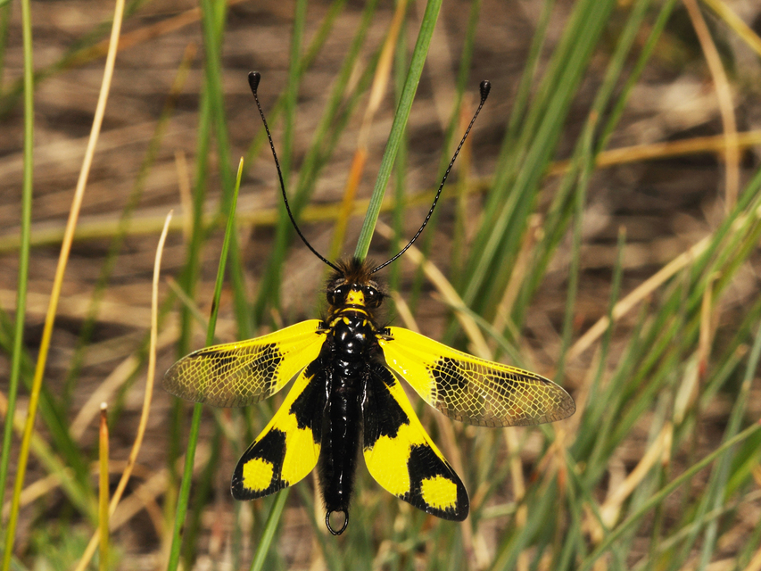 Libelloides macaronius - keleti rablópille