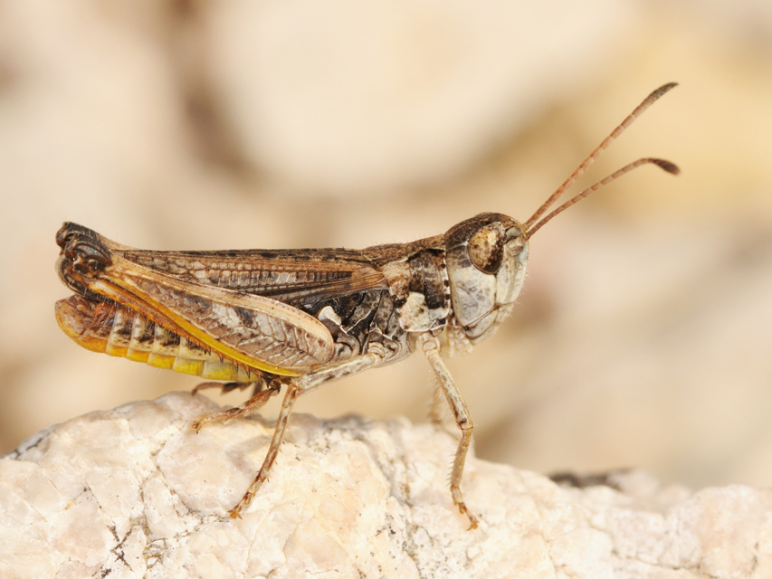 Myrmeleotettix maculatus - kis bunkóscsápúsáska