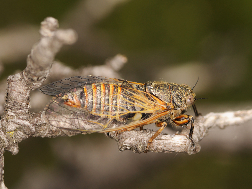 Cicadetta montana