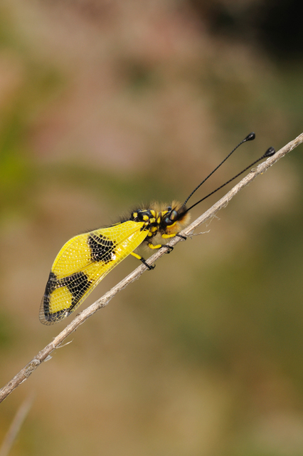 Libelloides macaronius - keleti rablópille