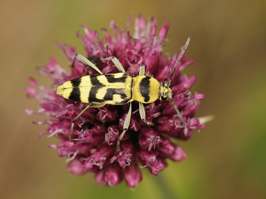 Chlorophorus varius - díszes darázscincér