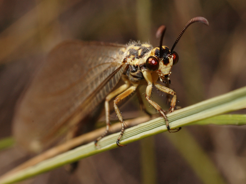 Myrmecaelurus trigrammus - hangyafarkas