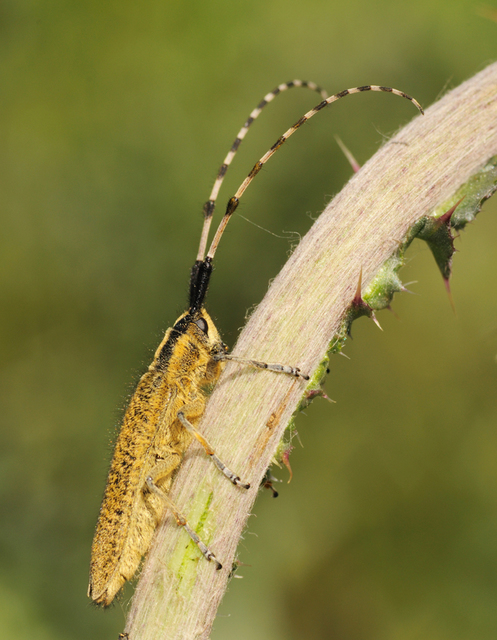 Agapanthia villosoviridescens - fehérgyűrűs bogáncscincér