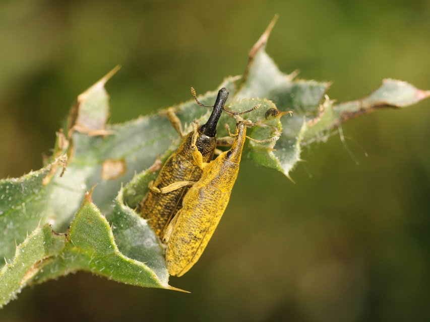 Lixus pulverulentus - mályvafúró dudvabarkó