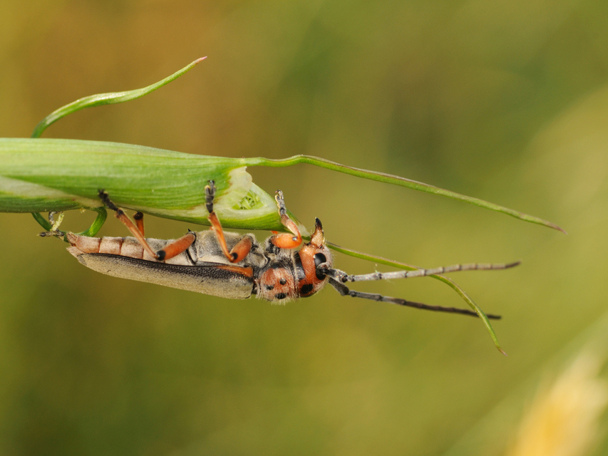 Phytoecia argus - árgusszemű cincér