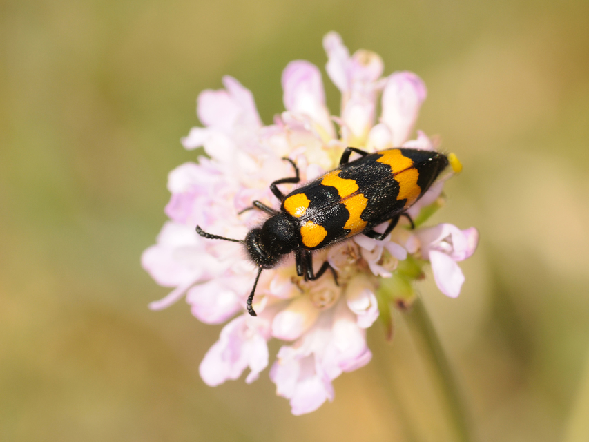 Mylabris variabilis - szalagos hólyaghúzó Mylabris variabilis - szalagos hólyaghúzó