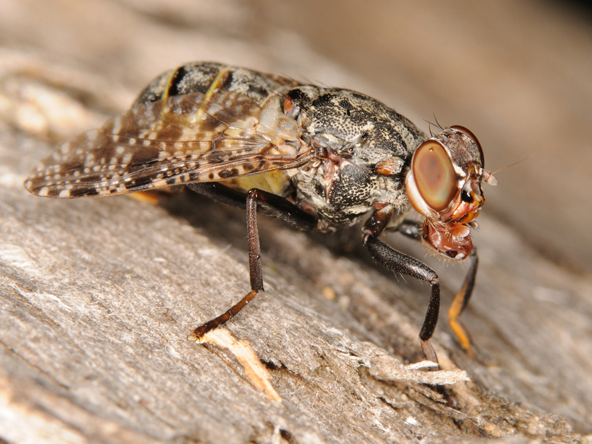 Platystoma lugubre