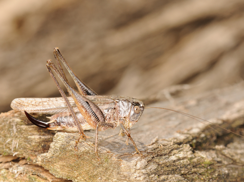 Platycleis grisea - szürke rétiszöcske
