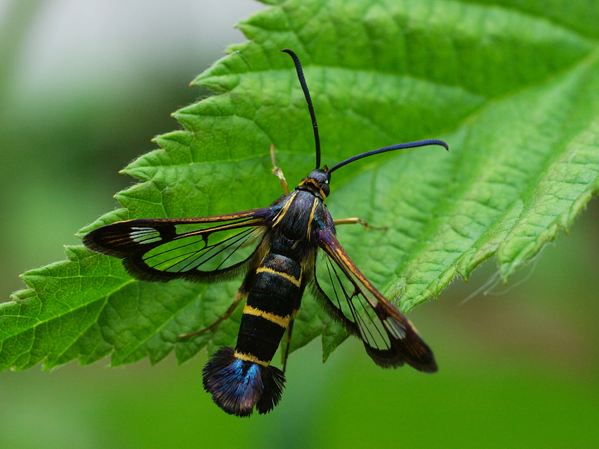 Sesiidae - szitkárfélék