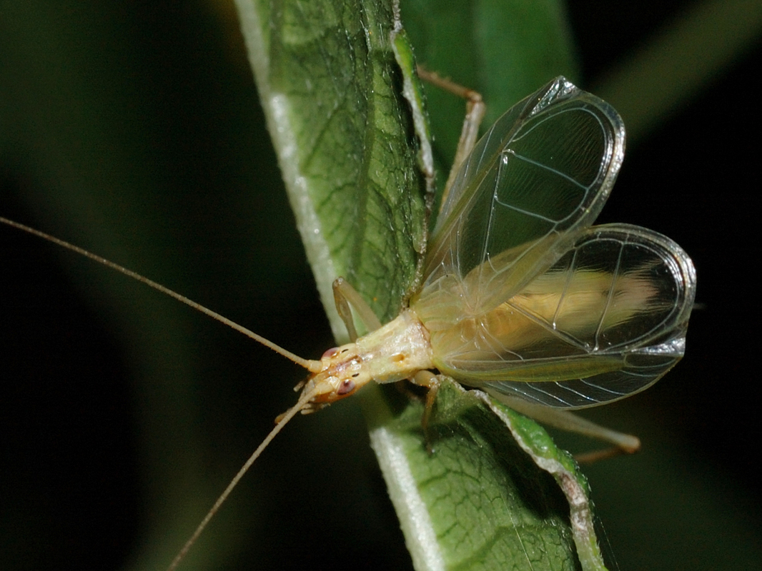 Oecanthus pellucens - pirregőtücsök