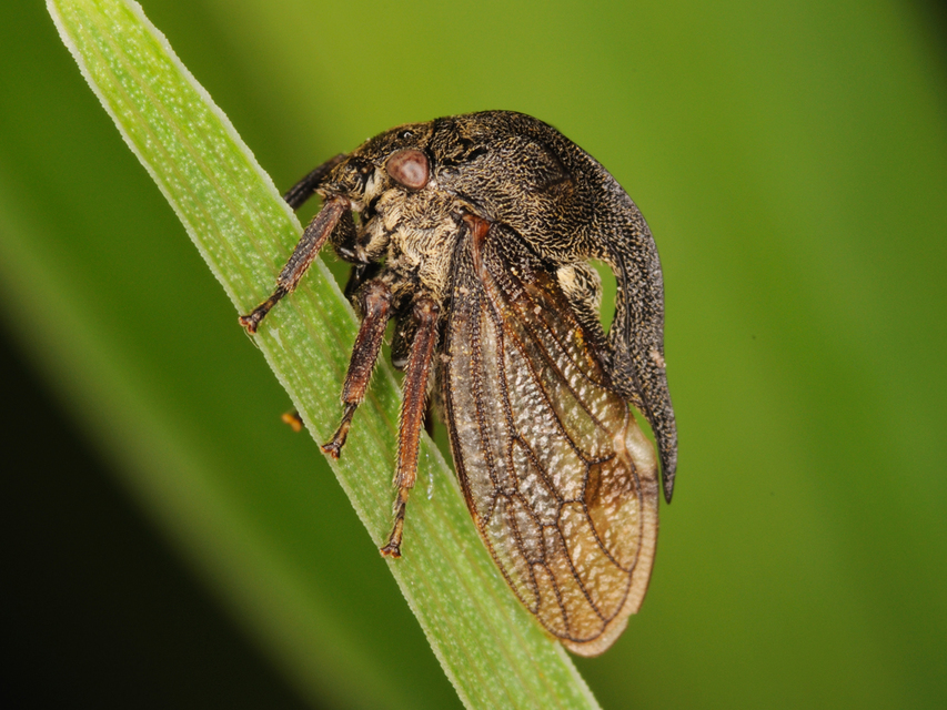 Centrotus cornutus - szarvaskabóca