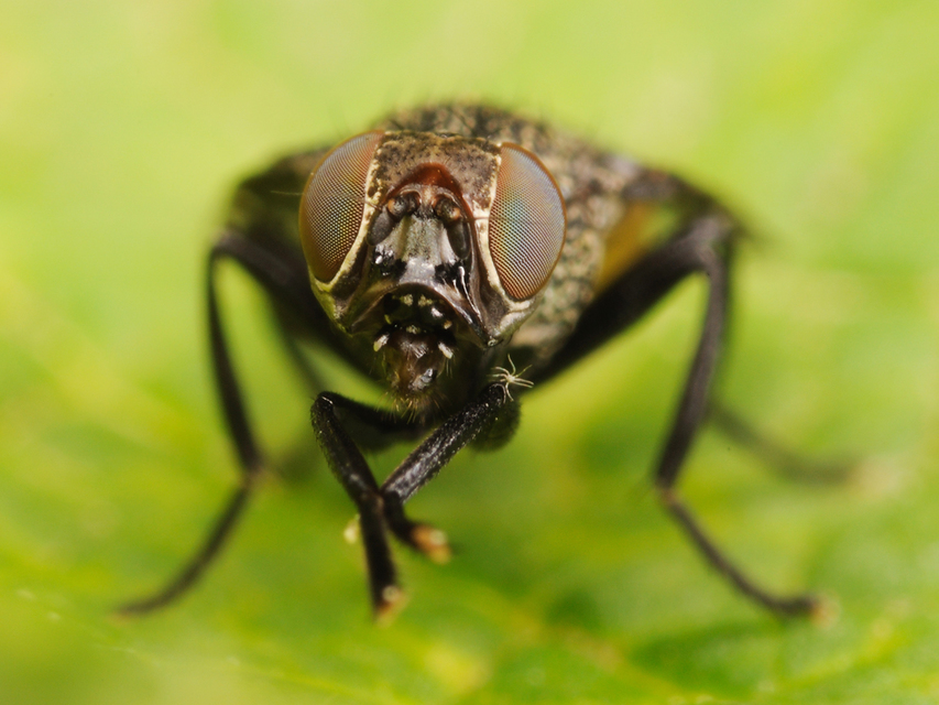 Platystoma