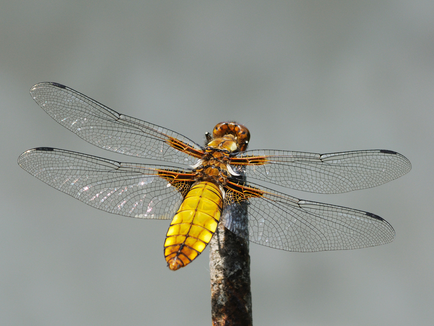 Libellula depressa - széles laposacsa