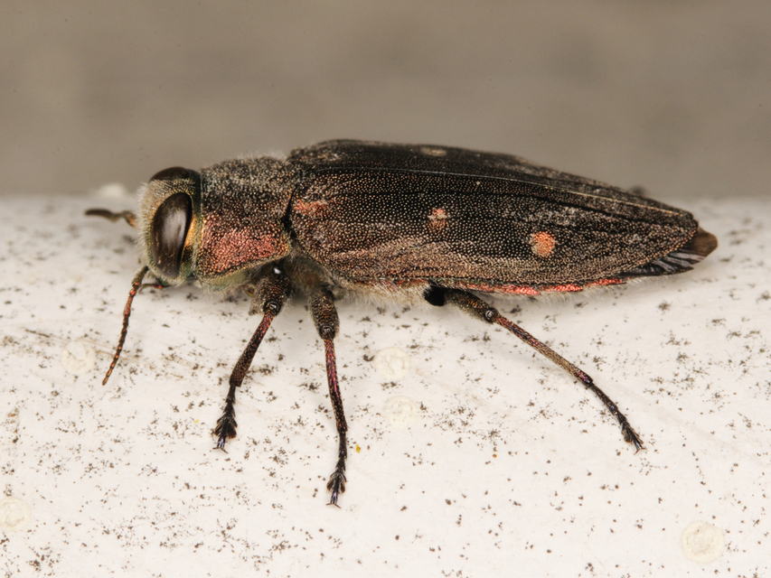 Chrysobothris affinis - aranypettyes díszbogár