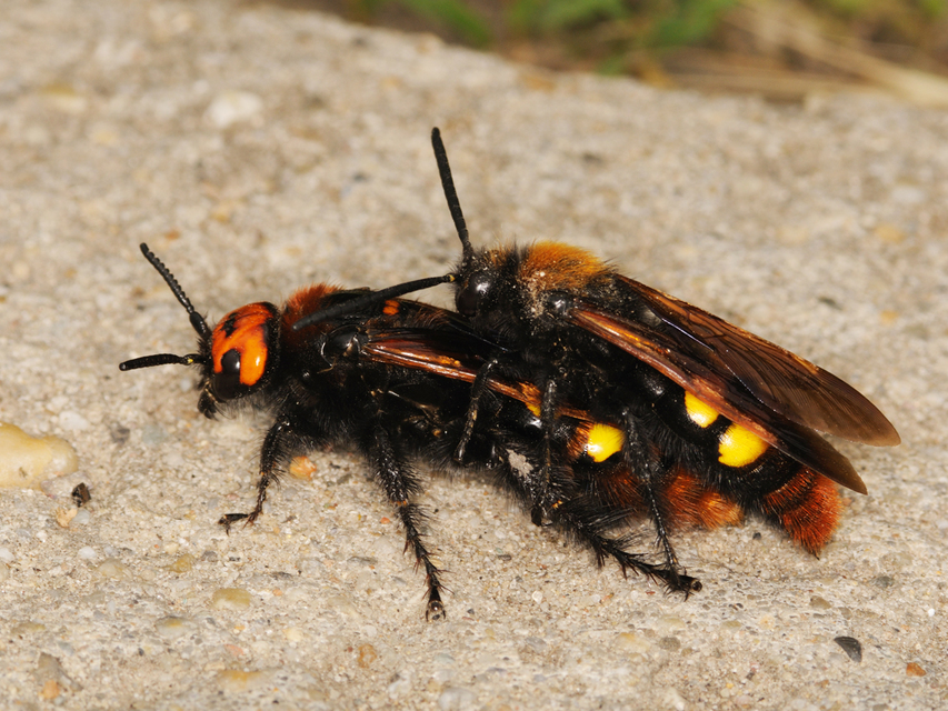 Megascolia maculata - óriás-tőrösdarázs