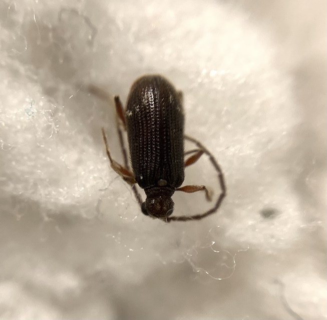 Ptinus calcaratus - krétaszőrű tolvajbogár