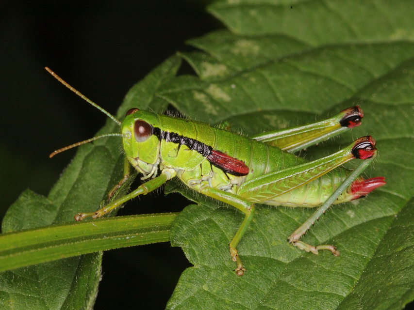 Odontopodisma schmidtii - Schmidt-hegyisáska