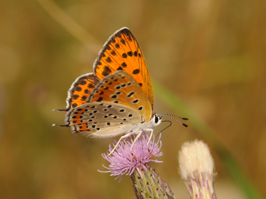 Lycaena thersamon - kis tűzlepke