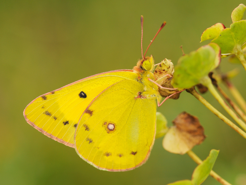 Colias chrysotheme - dolomit-kéneslepke