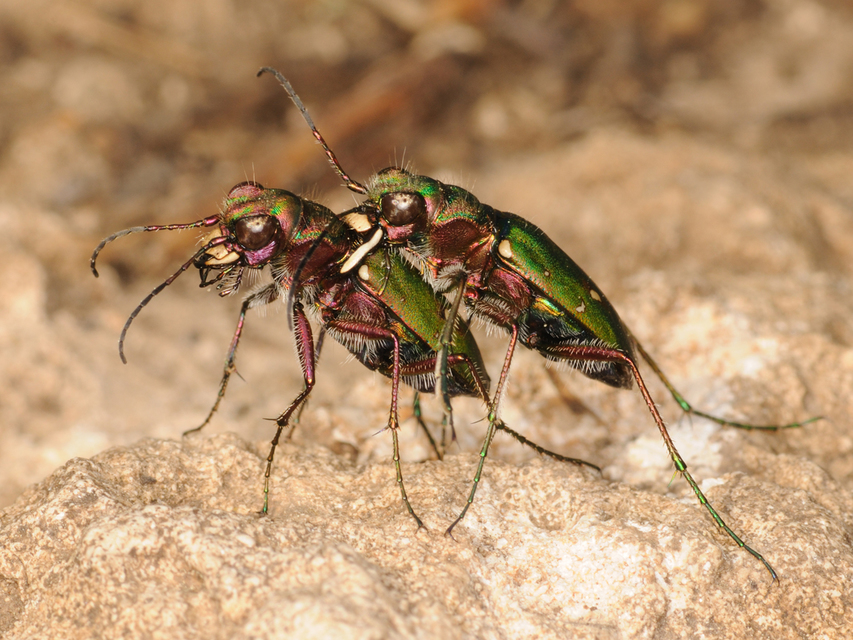 Cicindela campestris - mezei homokfutrinka