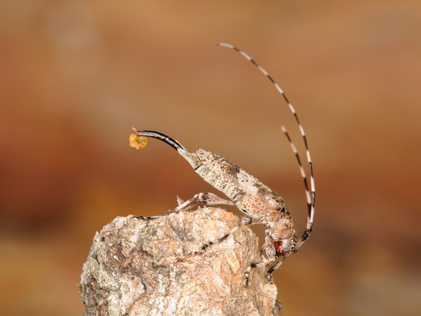 Acanthocinus griseus - szürke daliáscincér