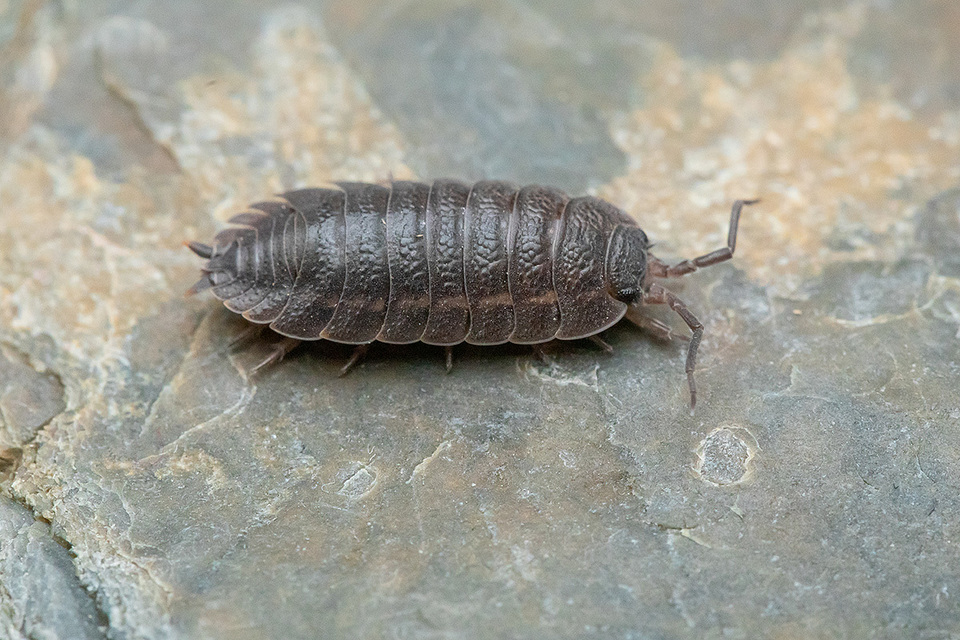 Trachelipus rathkii - közönséges márványosászka