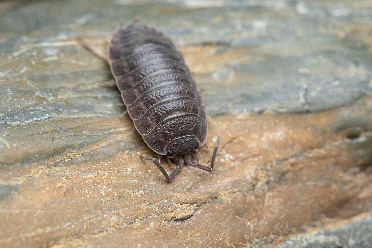 Trachelipus rathkii - közönséges márványosászka
