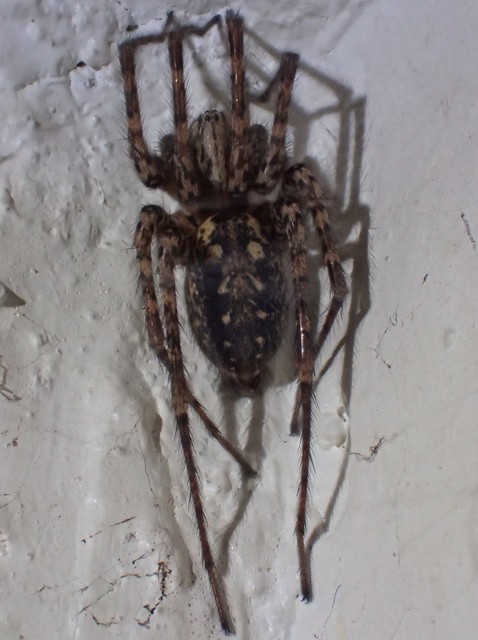 Tegenaria
