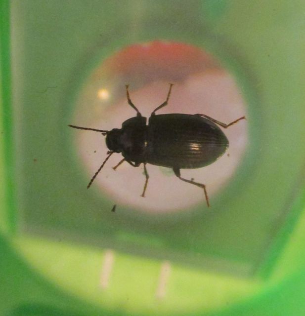 Nalassus dermestoides - rövidszárnyú gyászbogár