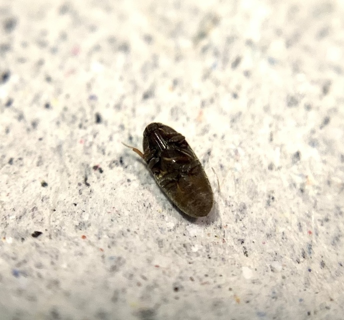 Trixagus elateroides - kis merevbogár