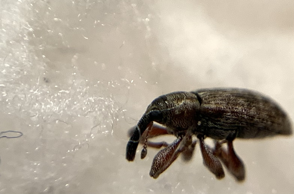 Dorytomus taeniatus - kecskefűz-hangormányos