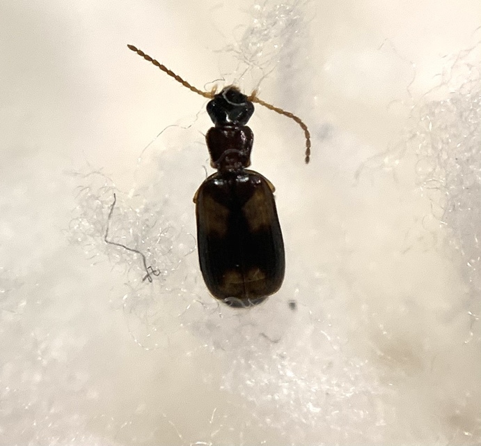 Calodromius spilotus - vállfoltos kéregfutó