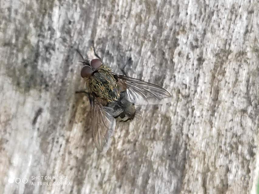 Pollenia