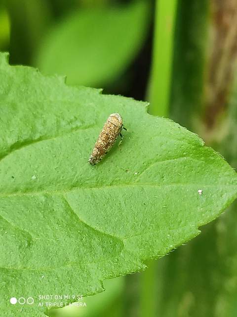 Orientus ishidae