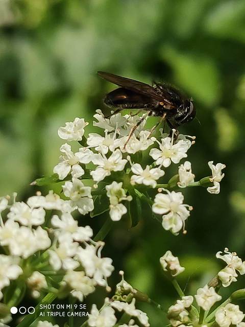 Cheilosia