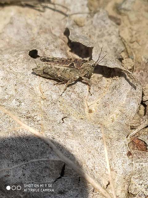 Tetrix tenuicornis - vékonycsápú tövishátúsáska