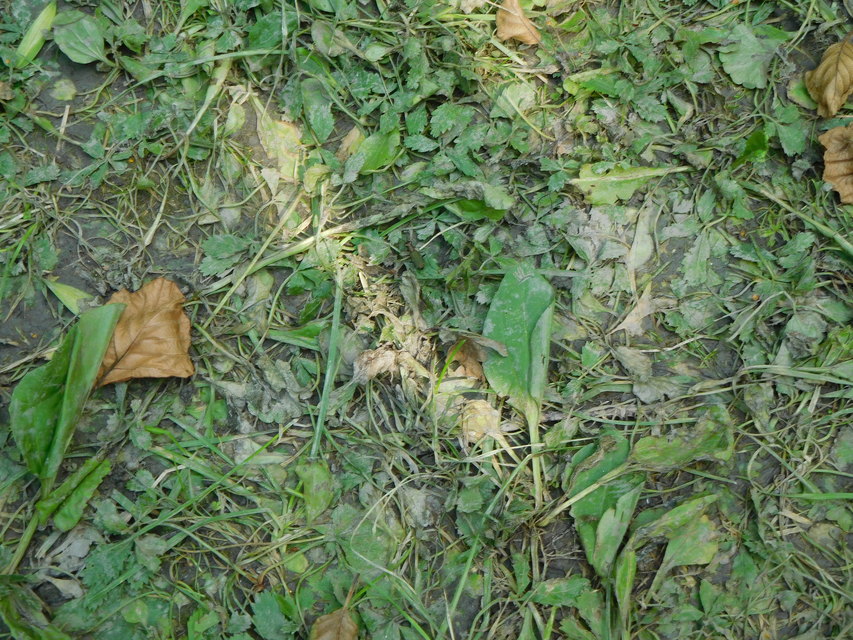 Cylindera germanica - parlagi homokfutrinka