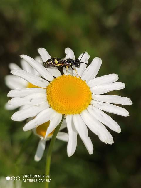 Crabronidae - szitásdarazsak