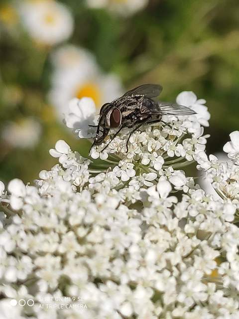 Graphomya maculata