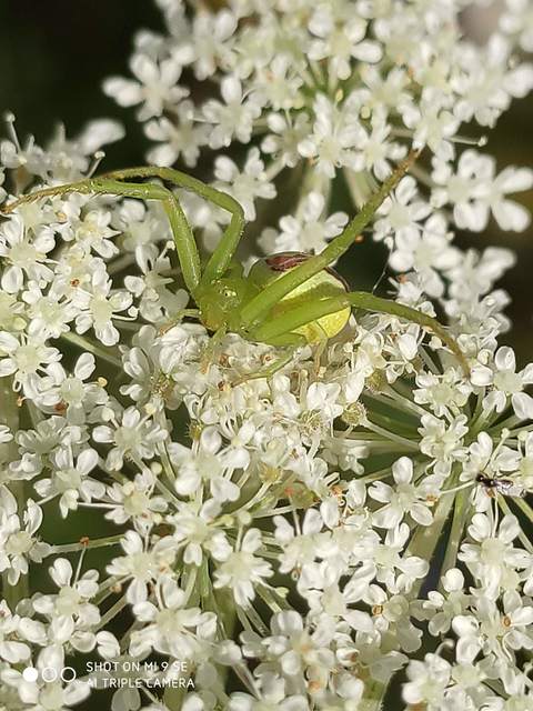 Ebrechtella tricuspidata - alakoskodó karolópók