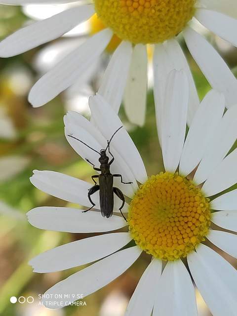 Oedemera virescens - zöldes álcincér