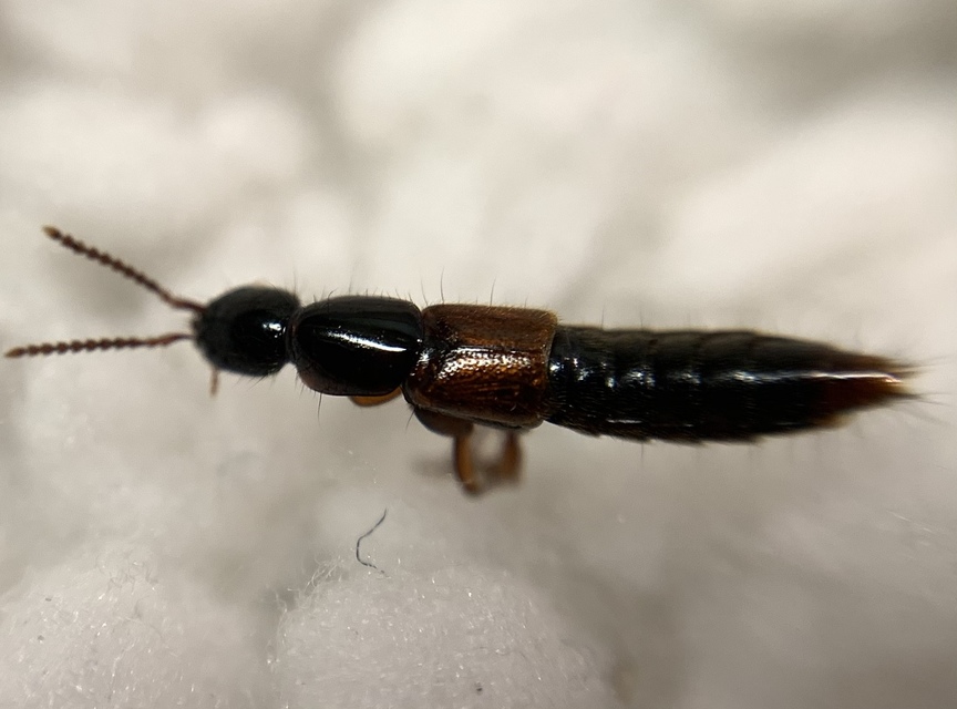 Hypnogyra angularis - kéreglakó rovátkásholyva