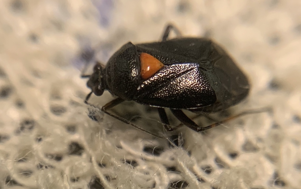 Deraeocoris ventralis
