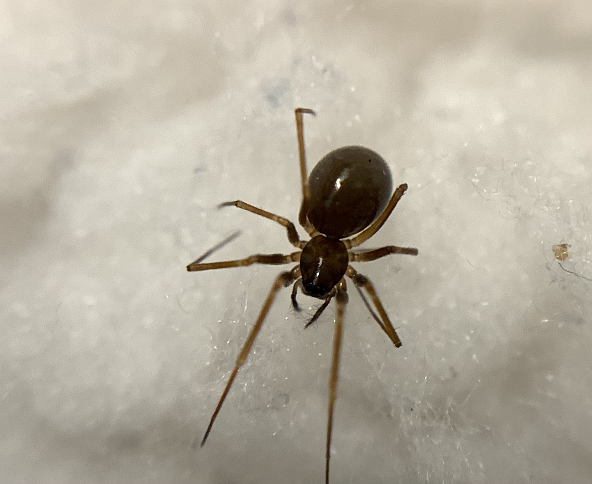 Diplostyla concolor - egyszínű vitorlapók