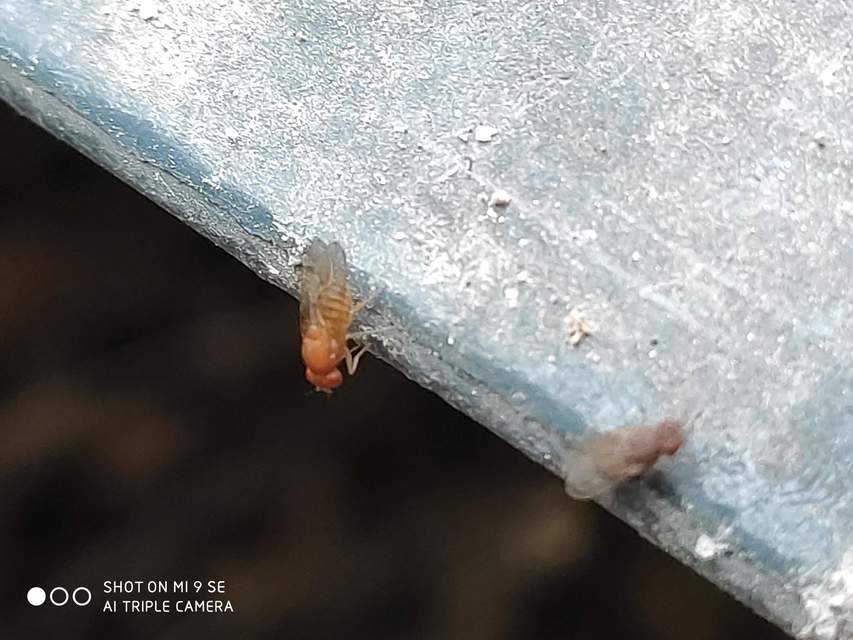 Drosophila