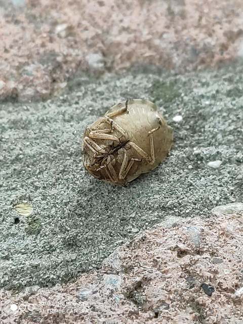 Eurygaster
